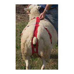 Prolapse Harness for Ewes