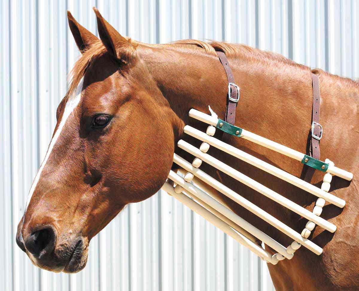 Horse cone of shame 2025