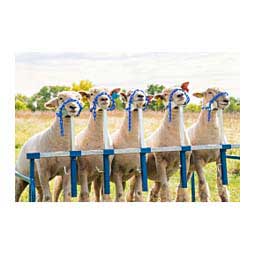 5 Head Goat Lamb Show Rail
