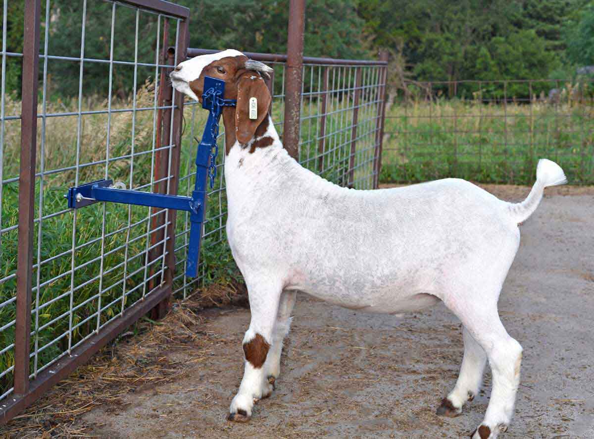 EZ Goat Holder North Star ( - Showing Grooming - Show Sheep - Fitting