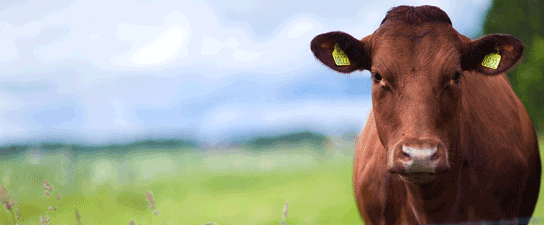 Farm Care Articles