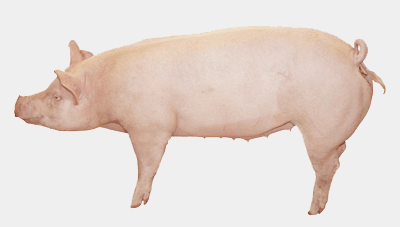 Show Pig Vaccination Schedule