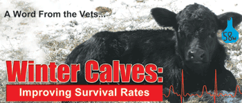 Winter Calves