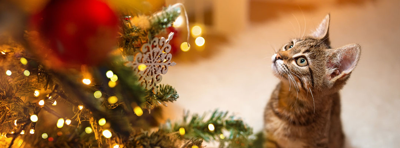 Curious Pets Love Holiday Decorations