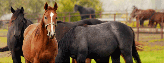 Horse Care Articles