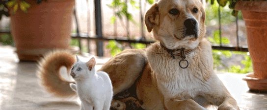 Pet Care Articles