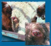 Pinkeye Outbreak