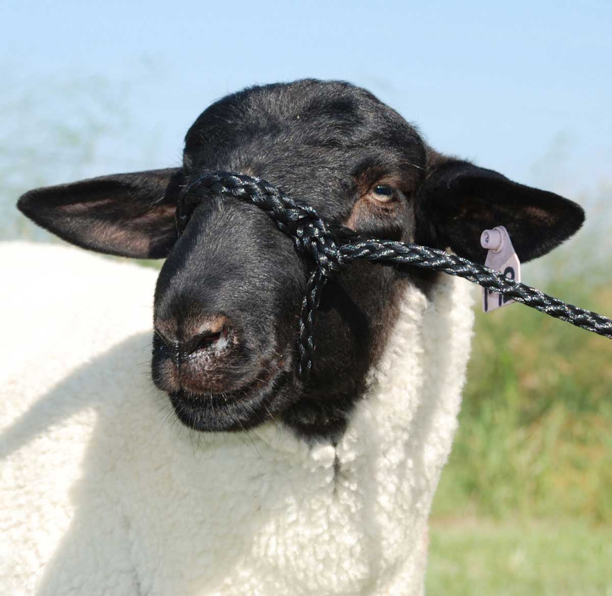 Poly Rope Sheep Halter Weaver Leather ( - Showing Grooming - Show Sheep