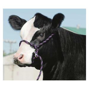 Purple/Black Stierwalt Breaking Halter
