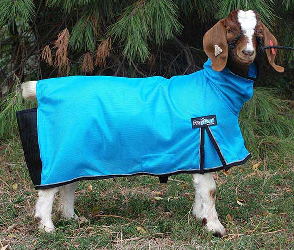 ProCool Mesh Goat Blanket Weaver Leather ( - Showing Grooming - Show Goat - Blankets ...1200 x 1019