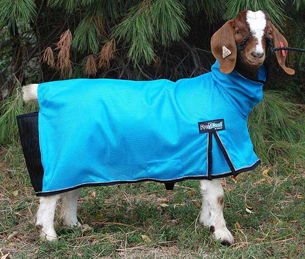 ProCool Mesh Goat Blanket Weaver Leather ( - Showing Grooming - Show Goat - Blankets ...