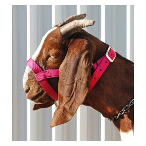 Pink Fusion Goat Nylon Goat Halter