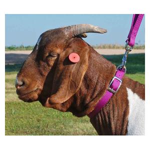 Purple Jazz Doe (3/4