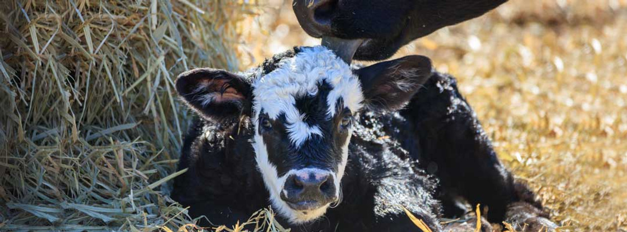 Bovine Colostrum Help Calves Survive and Thrive