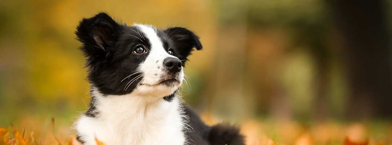 Dog Vaccinations 101