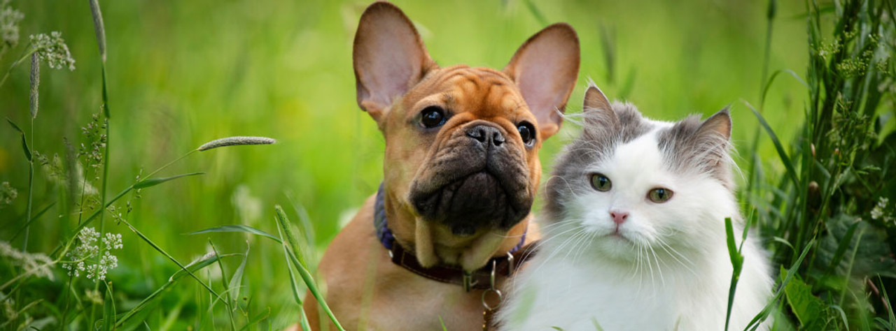 Heartworm Prevention for Dogs and Cats