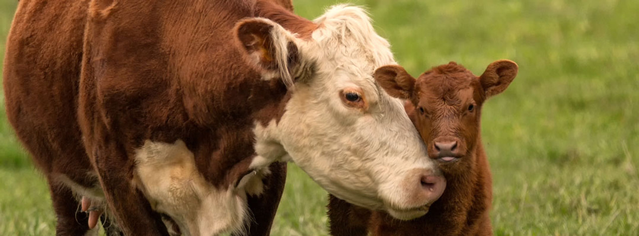 Spring Born Calves Minimize Disease Challenge
