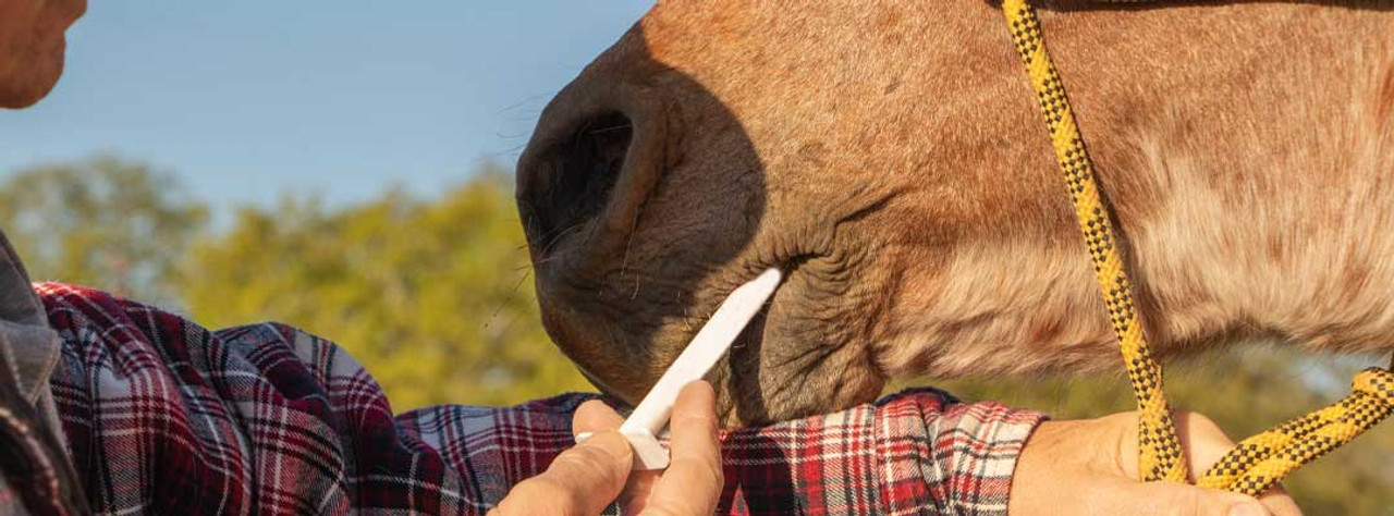 Wage War on Equine Parasites