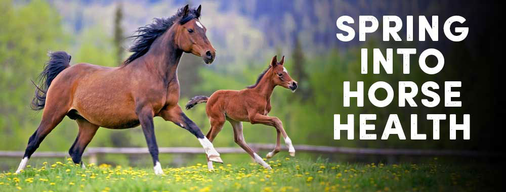 Keep Your Horses Healthy & Happy - From vaccines to fly control we’ve got you covered.  