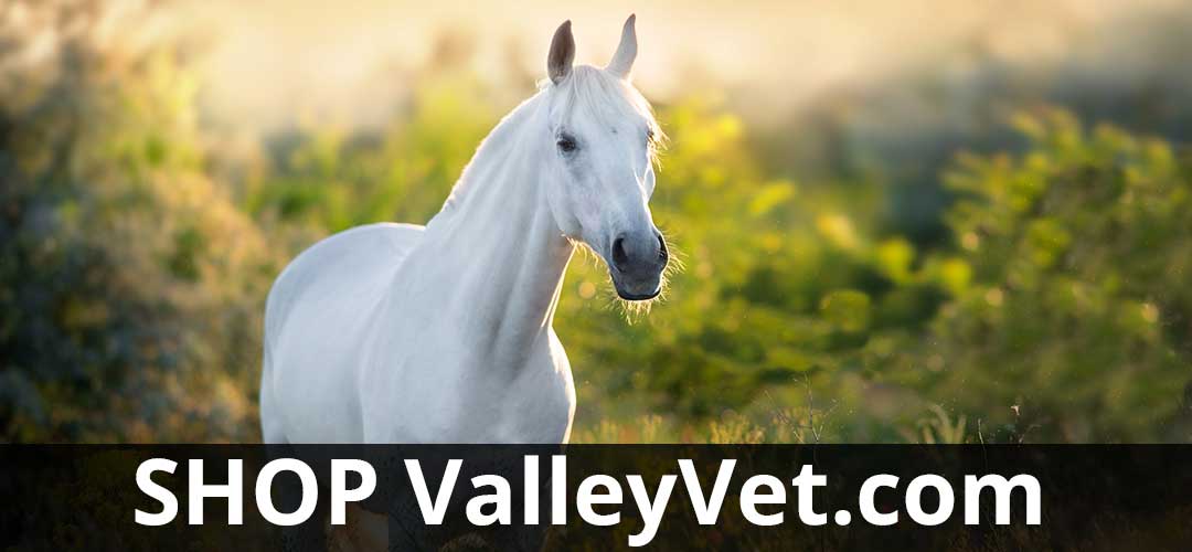 Horse Supplies For Your Horse's Health and Vitality