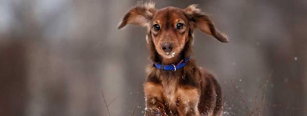 veterinary supply near me