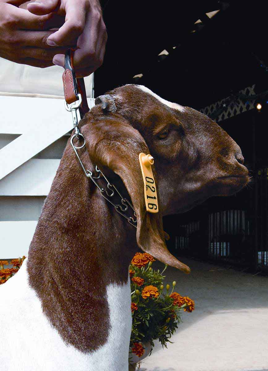 Weaver Leather Chain Goat Collar 