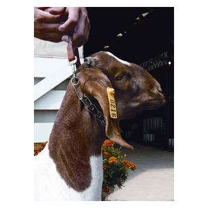 Pronged Goat Neck Chain with Leather Handle Weaver Livestock