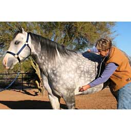 Dual Head Equine Stethoscope Item # 11488