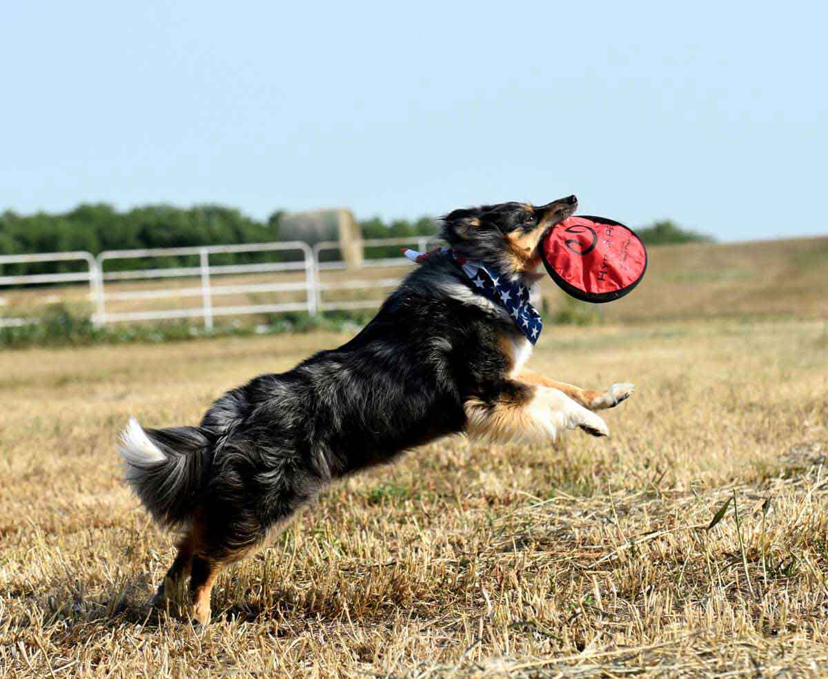 floppy frisbee for dogs