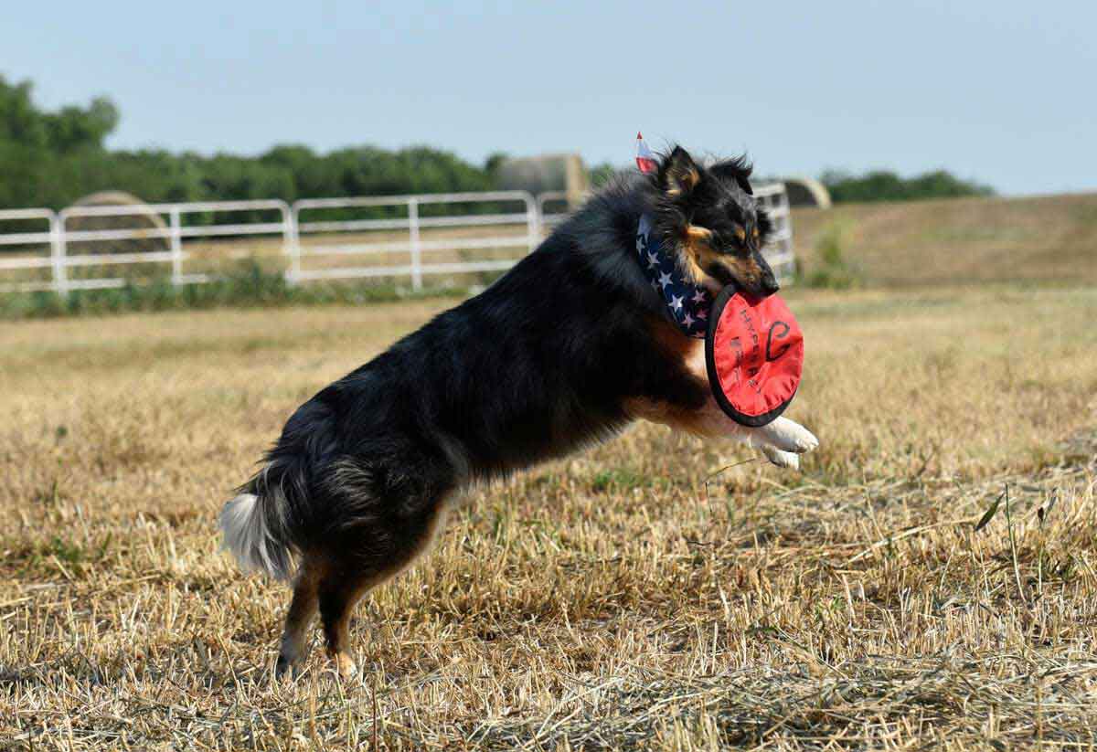 floppy frisbee for dogs
