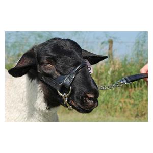 Leather Sheep Show Halter Weaver Livestock