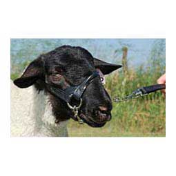 Leather Sheep Show Halter Weaver Livestock