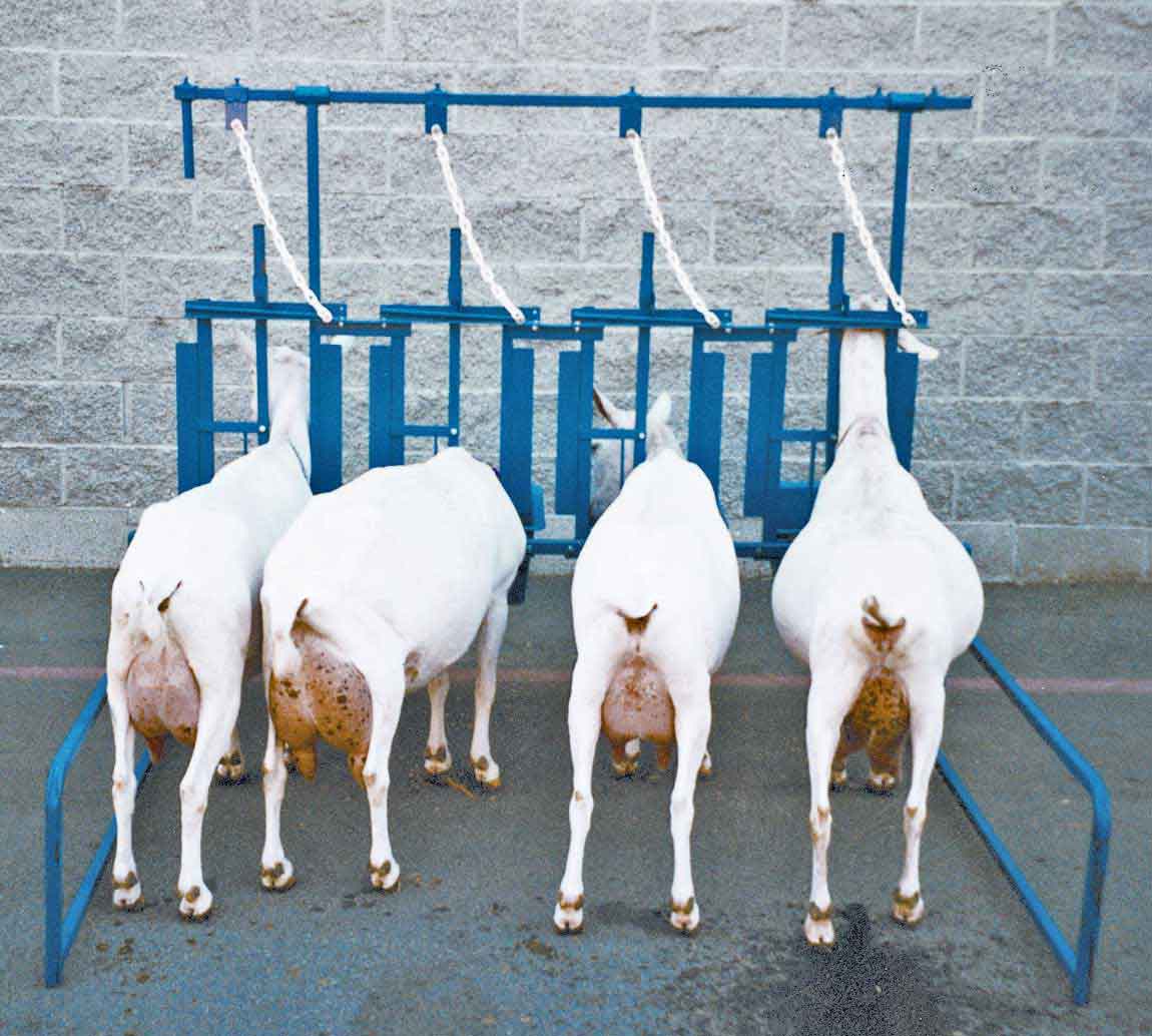 milking capre parlor lapte stanchion stanchions capra nobila germana valleyvet 1205
