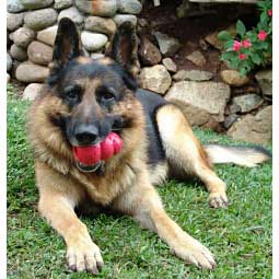 Kong Classic Dog Toy Item # 15047