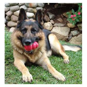 Kong Classic Dog Toy Item # 15047