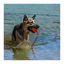 Kong Aqua Dog Toy Item # 15048