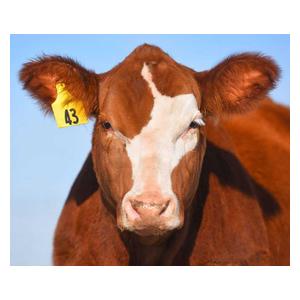Allflex Global Numbered Large Calf ID Ear Tags Item # 16832