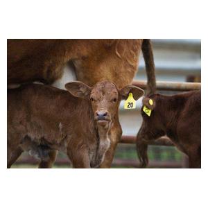 Allflex Global Numbered Large Calf ID Ear Tags Item # 16832
