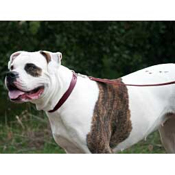 Heritage Choice Dog Collar Item # 17425
