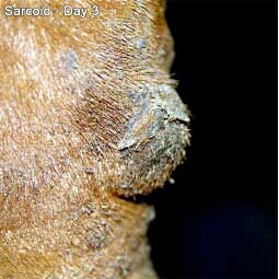 Xxterra Herbal Paste for Animal Use Item # 18434