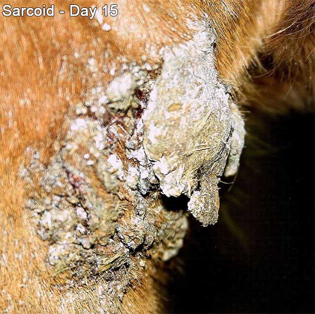 Veterinarian Grade Bloodroot Paste For The Removal Of Sarcoidosis & Tumorous Growths In Horses, Dogs And Livestock (1oz - Foto 7