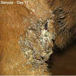 Xxterra Herbal Paste for Animal Use Item # 18434