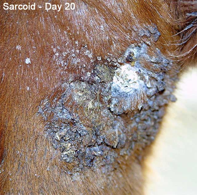 Veterinarian Grade Bloodroot Paste For The Removal Of Sarcoidosis & Tumorous Growths In Horses, Dogs And Livestock (1oz - Foto 3