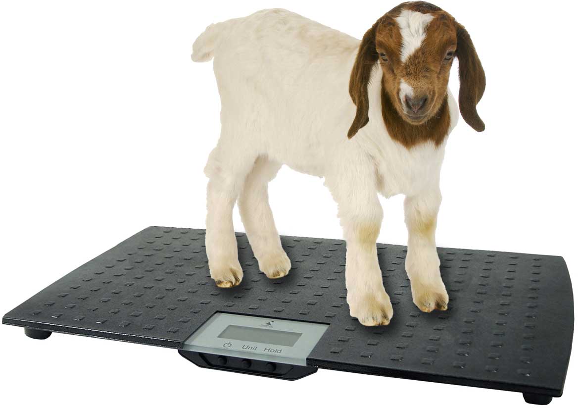 REDMON Precision Digital Pet Scale, Large 