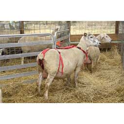 Prolapse Harness for Ewes Item # 18669