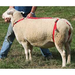 Prolapse Harness for Ewes Item # 18669