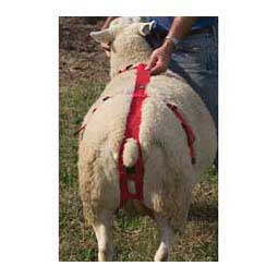 Prolapse Harness for Ewes Item # 18669