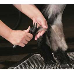 Self Cleaning Slicker Brush Item # 22221