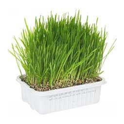 Cat A'bout Cat Grass Plus Item # 22765