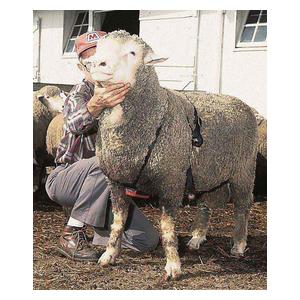 Ewe Marking Harness Weaver Livestock